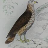 Planche ornithologique originale "Condor - Buse - Milan - &c... " Buffon 1836