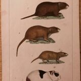 Lithograph late 19th watercolor animals