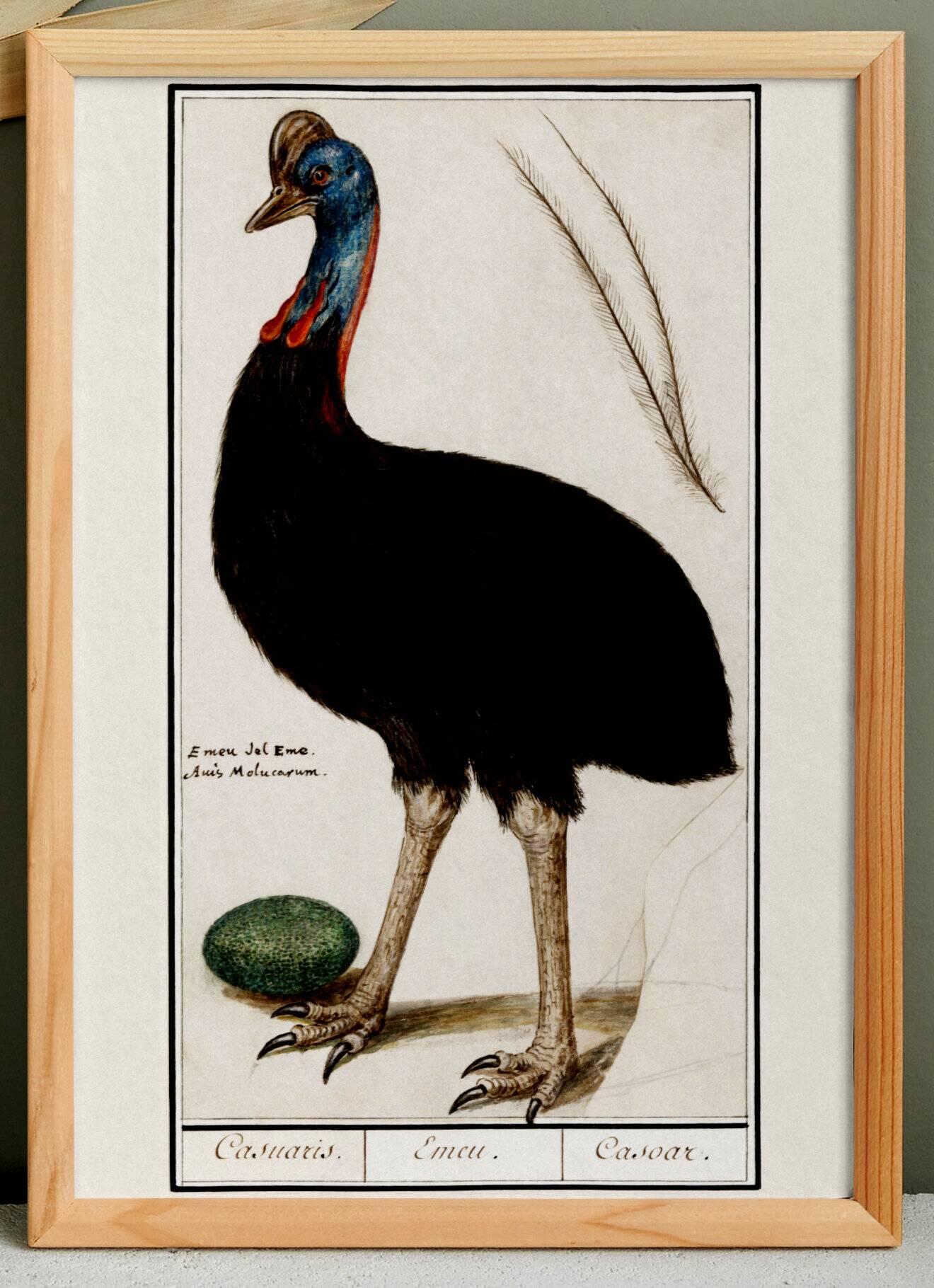 Small poster about the emu, after an old engraving from 1610.