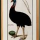 Small poster about the emu, after an old engraving from 1610.