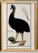 Small poster about the emu, after an old engraving from 1610.