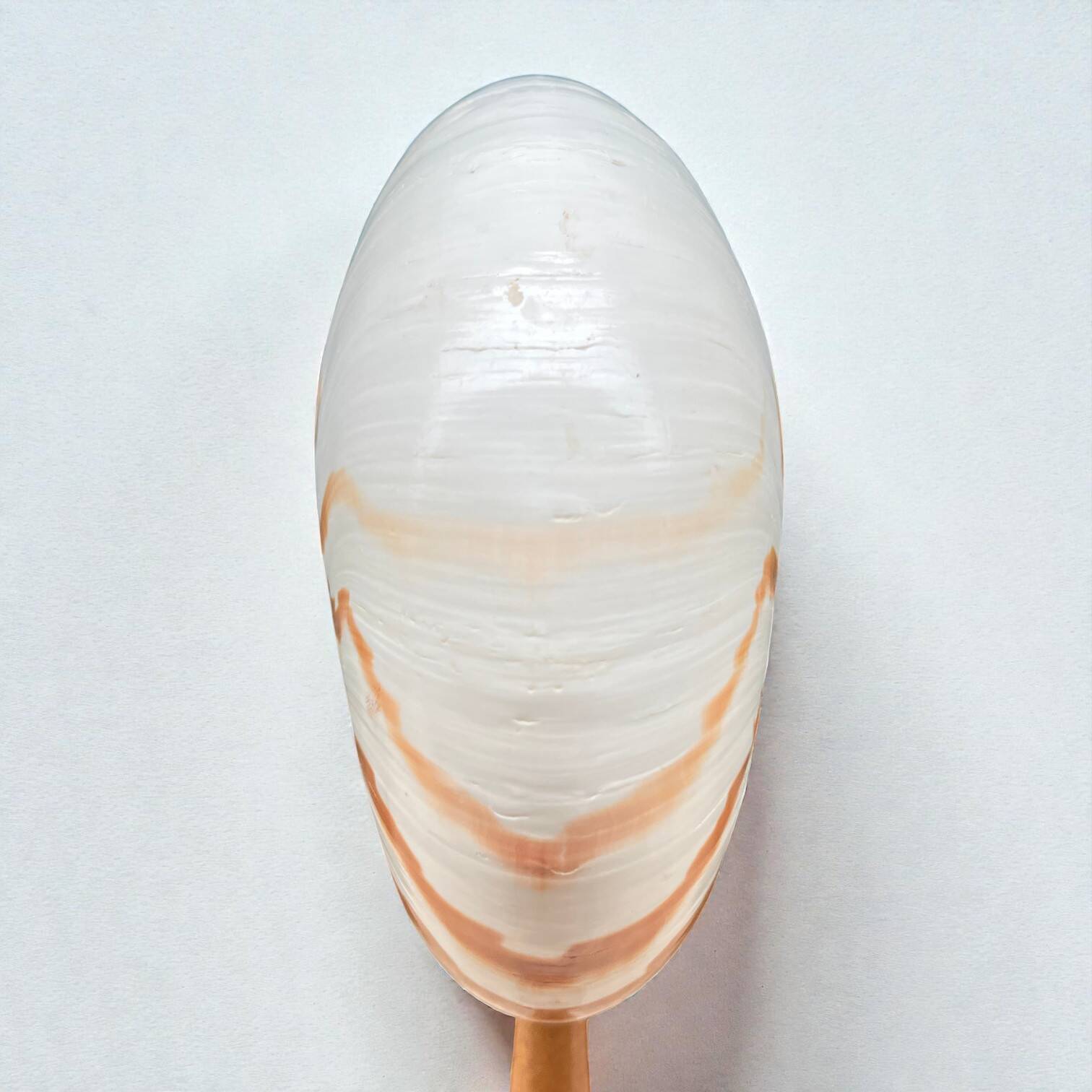 Tiger nautilus shell on a wooden stand, 19th century, Cabinet of curiosities