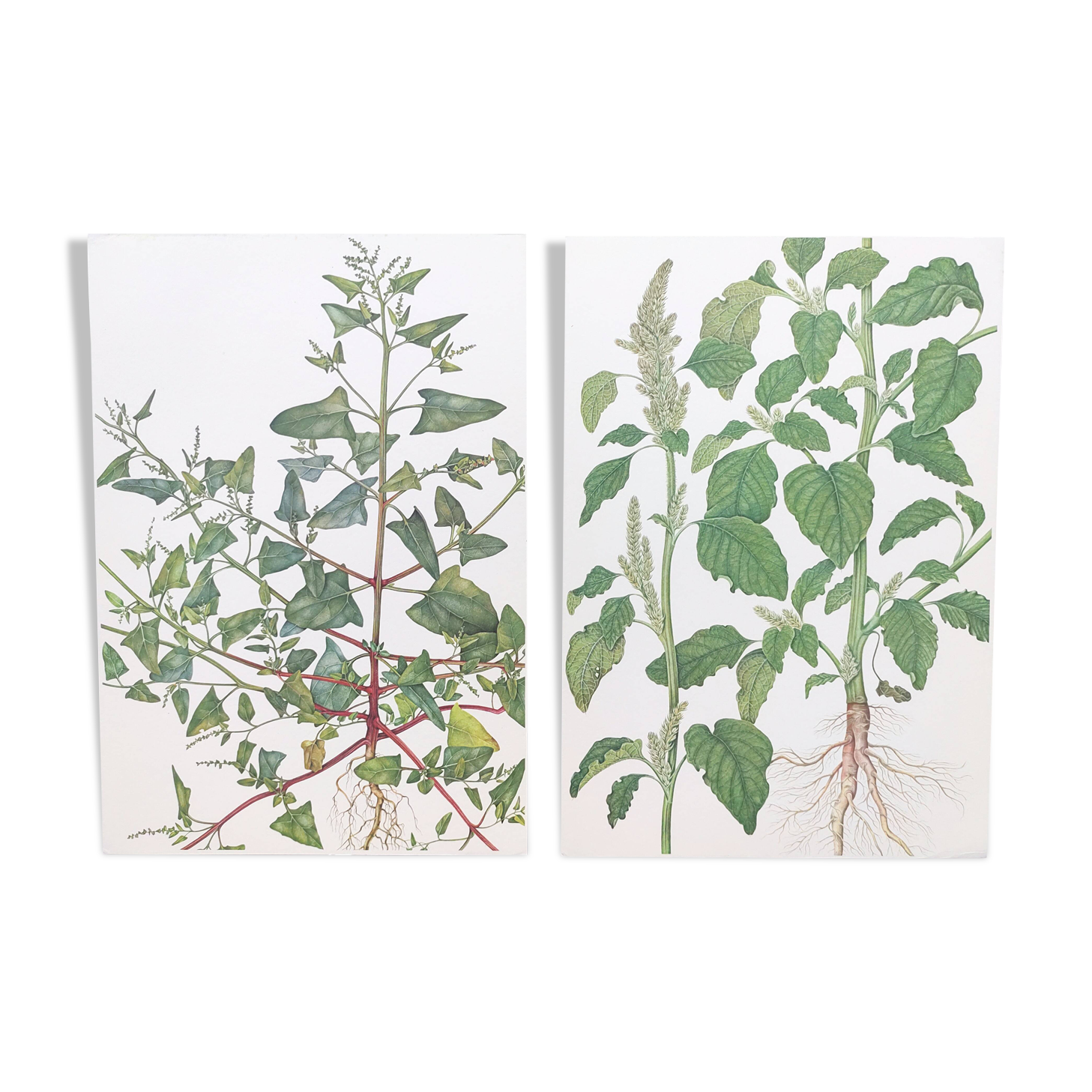 2 vintage botanical plates from 1978 - Orach hastée. Wild plant lot