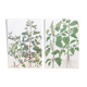 2 vintage botanical plates from 1978 - Orach hastée. Wild plant lot