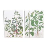 2 vintage botanical plates from 1978 - Orach hastée. Wild plant lot