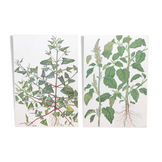 2 planches botaniques vintage de 1978 - Arroche hastée.  Lot plante sauvage