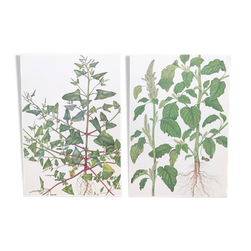 2 vintage botanical plates from 1978 - Orach hastée. Wild plant lot