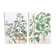 2 vintage botanical plates from 1978 - Orach hastée. Wild plant lot