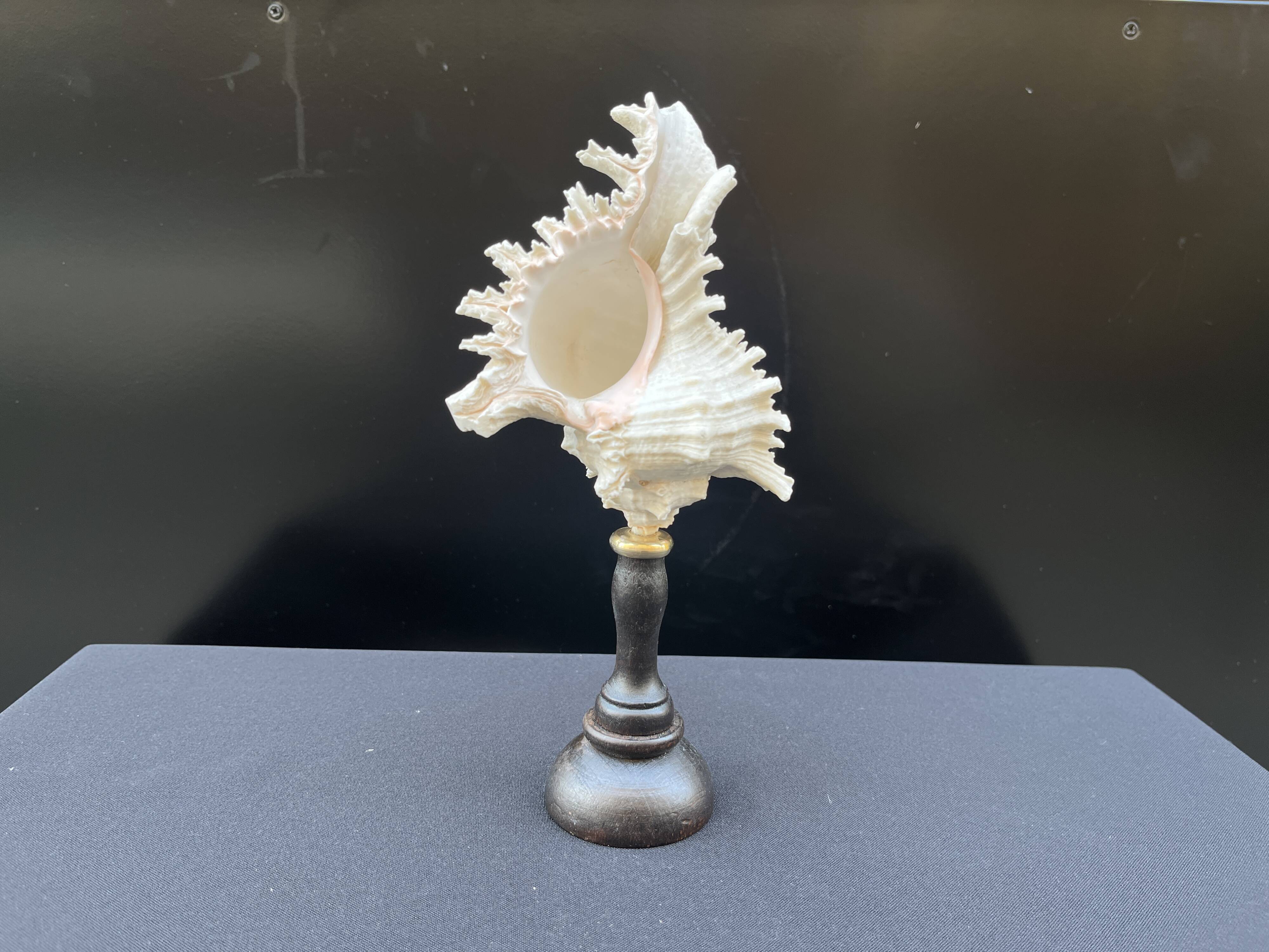 Ancien Coquillage Murex Ramosus sur socle en bois tourné Napoléon III XIXe