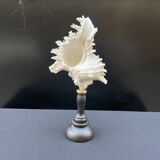 Antique Murex Ramosus Shell on a turned wooden base Napoleon III 19th century