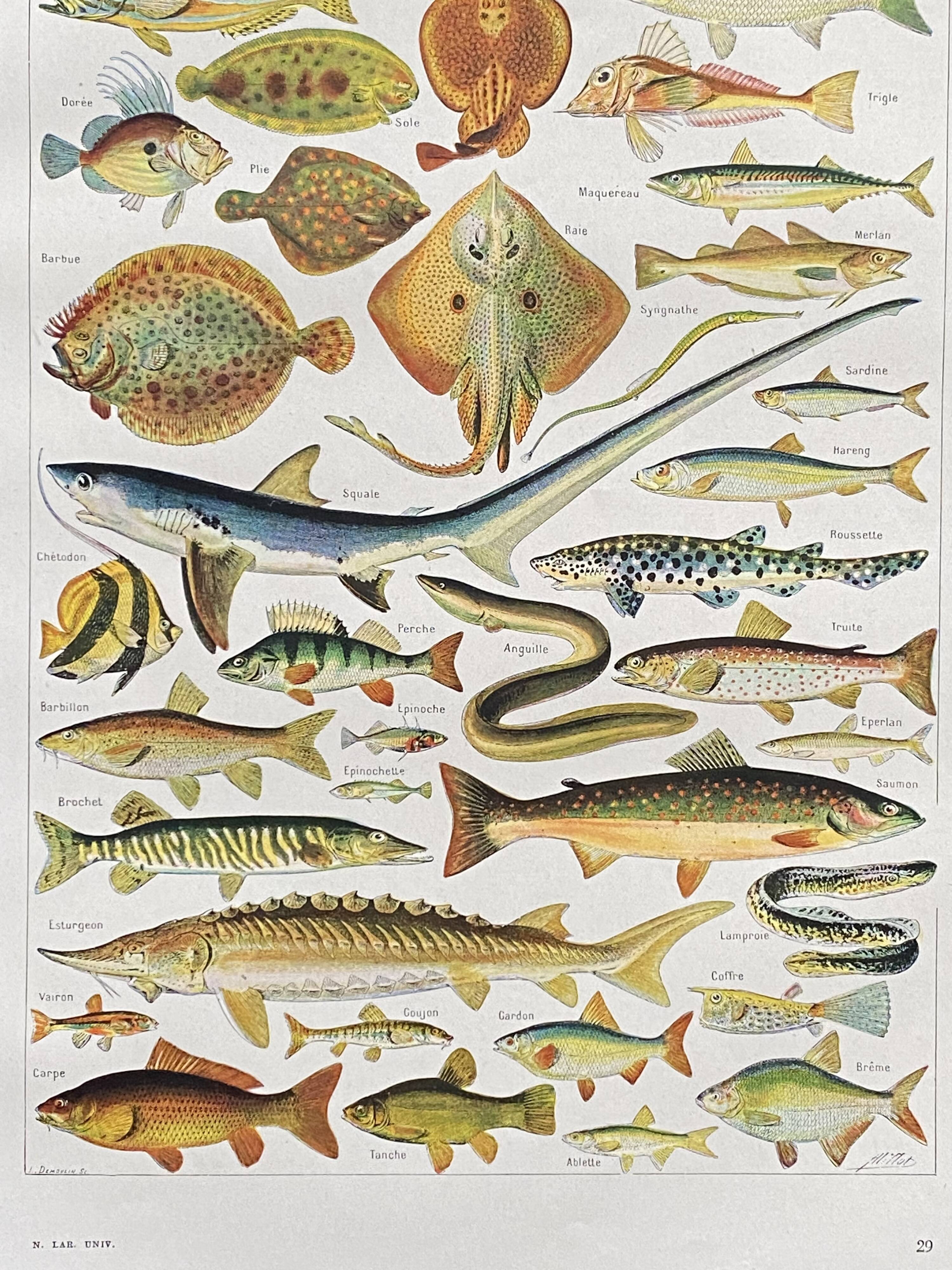 Old illustration Millot "fish"