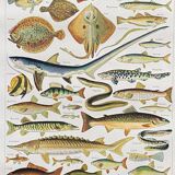 Old illustration Millot "fish"