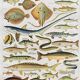 Old illustration Millot "fish"