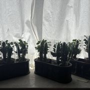 Ensemble de trois jardinières en fonte