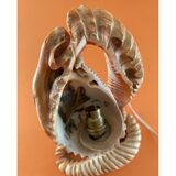 Shell lamp