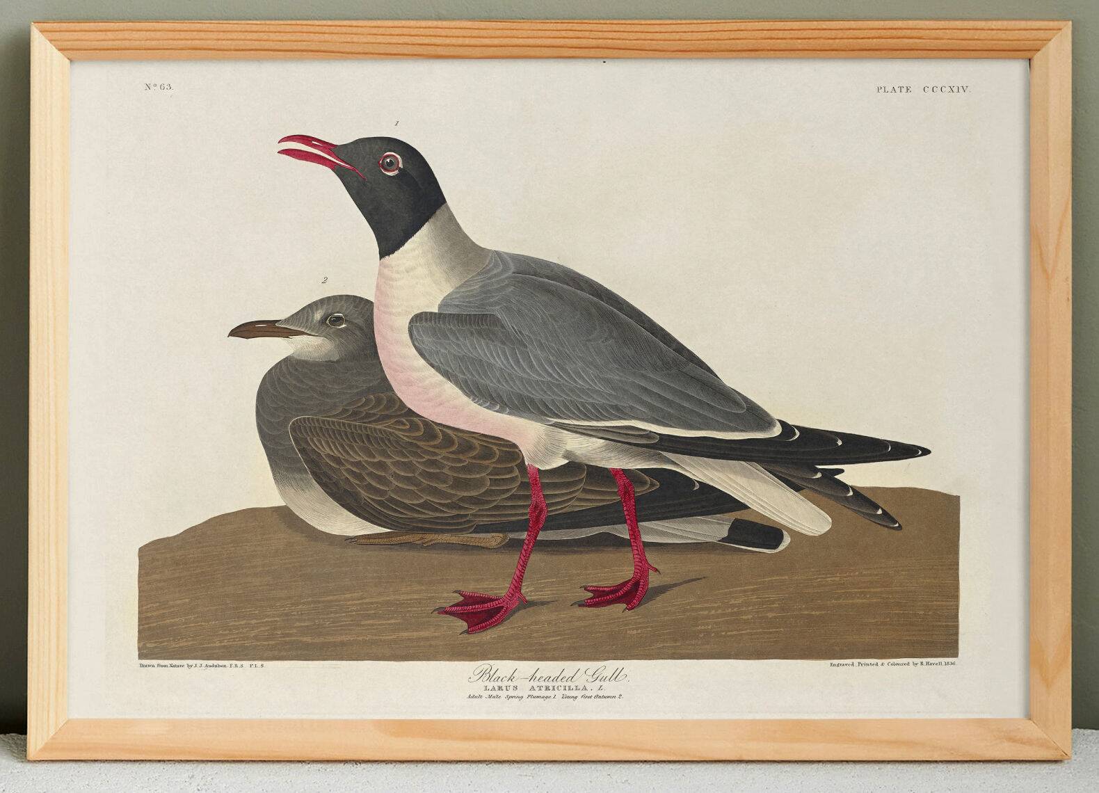Poster about the laughing gull, based on an old engraving from 1827.