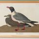 Poster about the laughing gull, based on an old engraving from 1827.