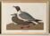 Affiche sur la mouette rieuse, d’après une gravure ancienne de 1827.