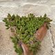 Set of 5 triangular pots for terracotta aromatics