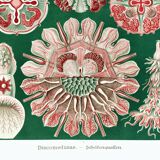 Poster about “disc jellyfish”, based on an old lithograph