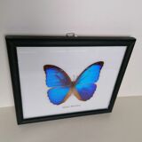 Butterfly taxidermy