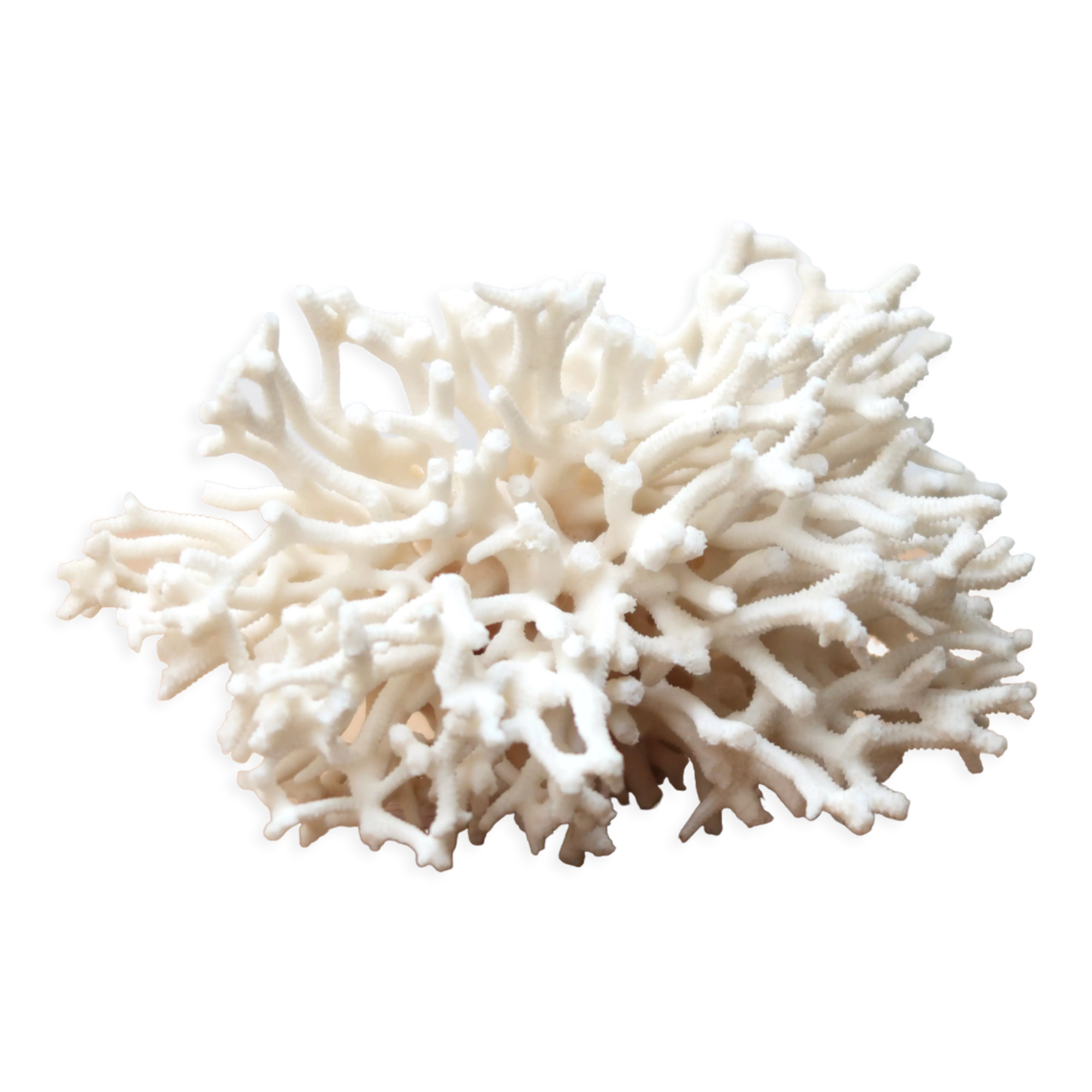 Branche de corail blanc années 70