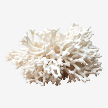 Branche de corail blanc années 70
