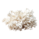 Branche de corail blanc années 70