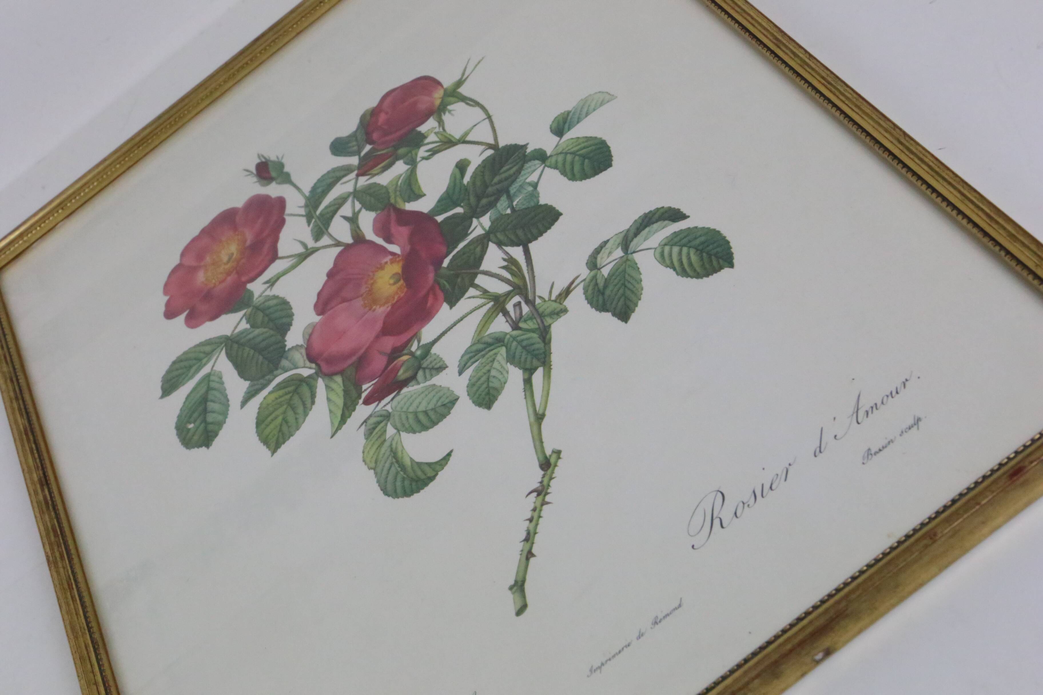 Great Redouté Lithograph