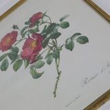 Great Redouté Lithograph
