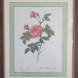 Set of 4 prints after P J Redoute