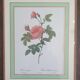 Set of 4 prints after P J Redoute