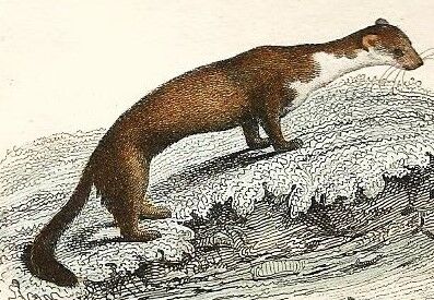 Zoological board "Blaireau - Otter - Fouine - Marte" Buffon 1848