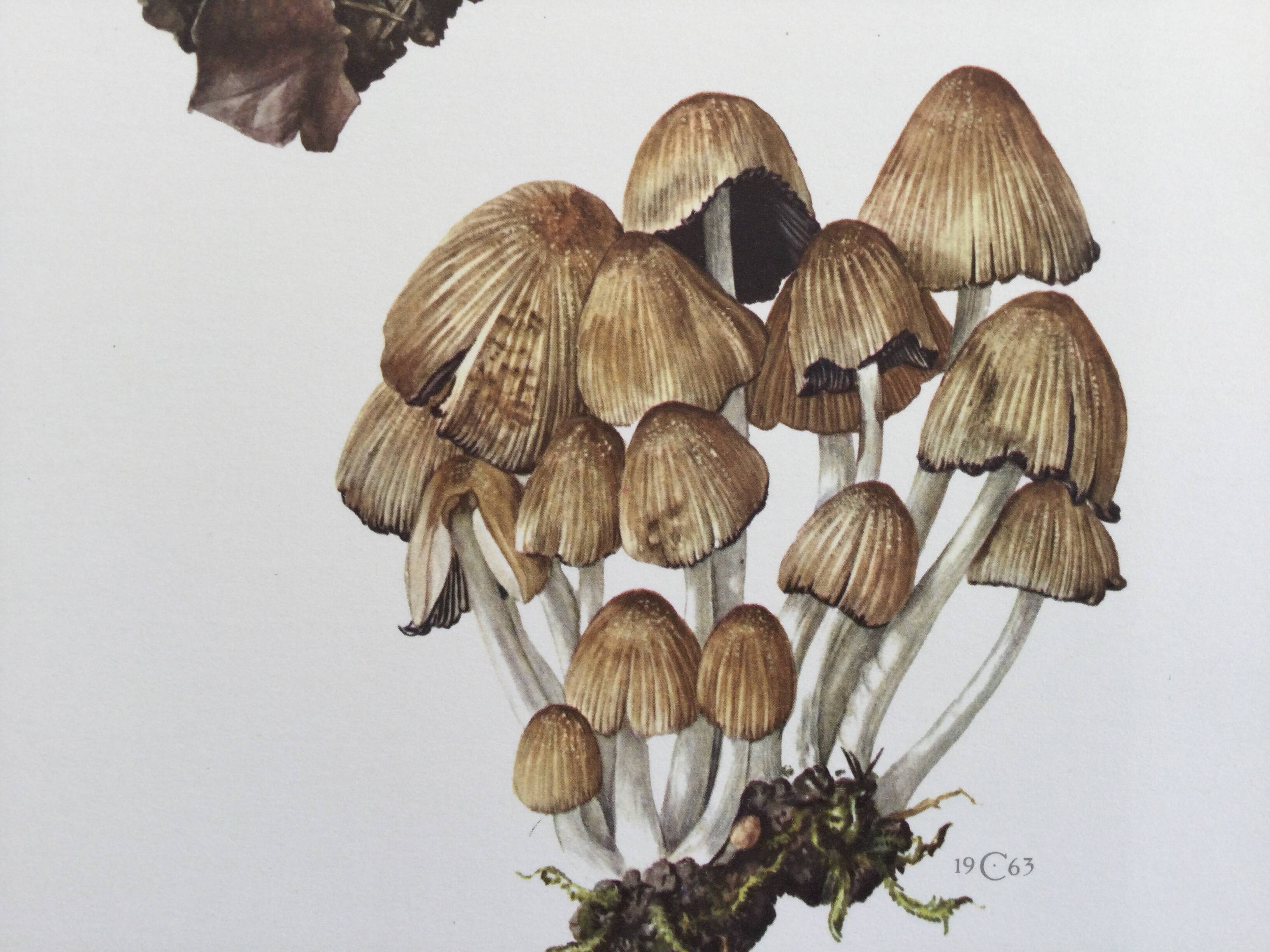 Botanical Illustration Mushrooms Coprinus Micaceus Vintage Print from the 60s