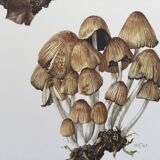 Botanical Illustration Mushrooms Coprinus Micaceus Vintage Print from the 60s