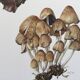 Illustration botanique Champignons  Coprin micacé Impression Vintage des années 60