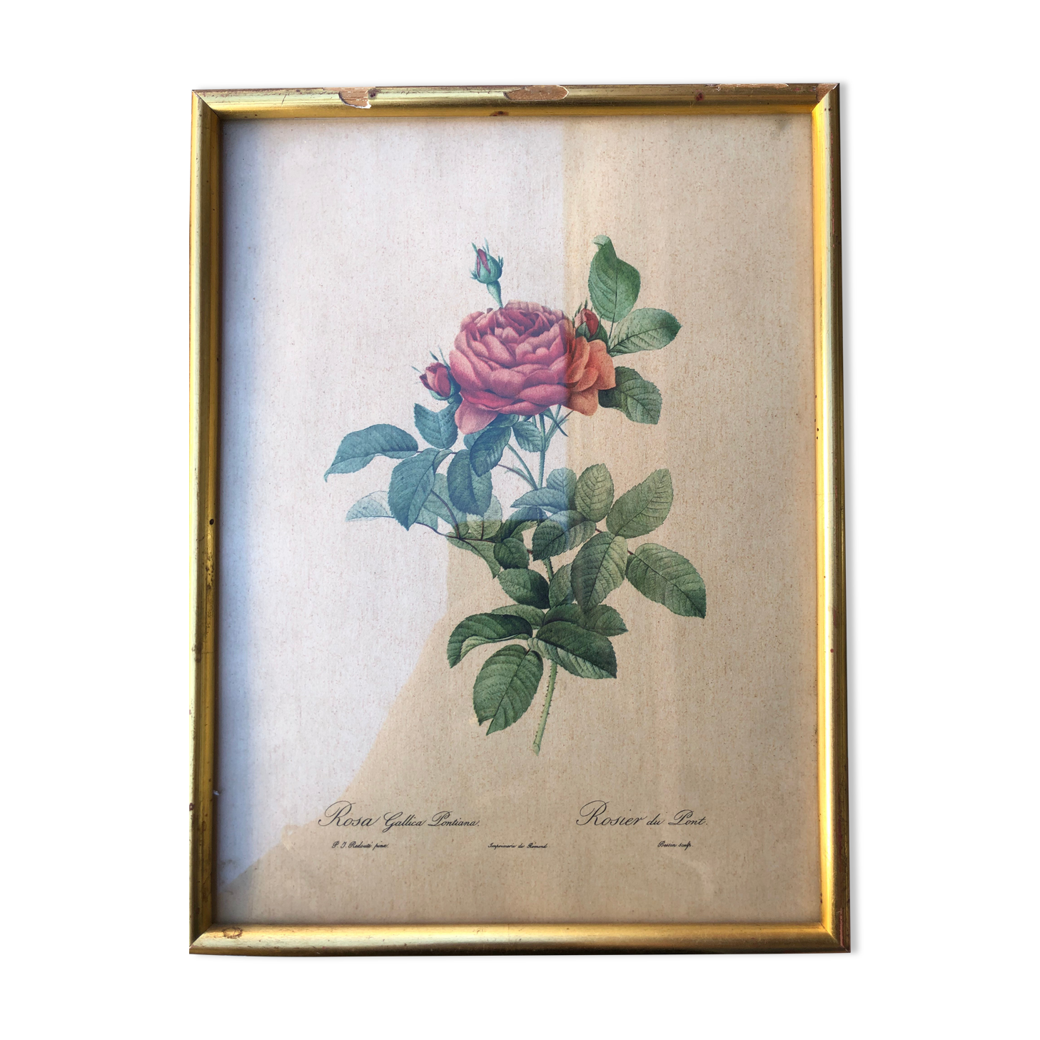 Lithograph PJ Redouté