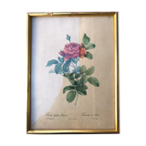 Lithograph PJ Redouté