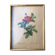 Lithograph PJ Redouté