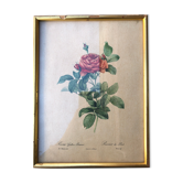 Lithograph PJ Redouté