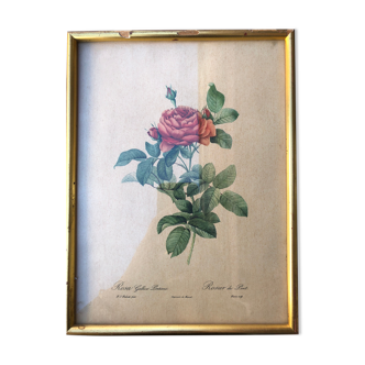 Lithograph PJ Redouté