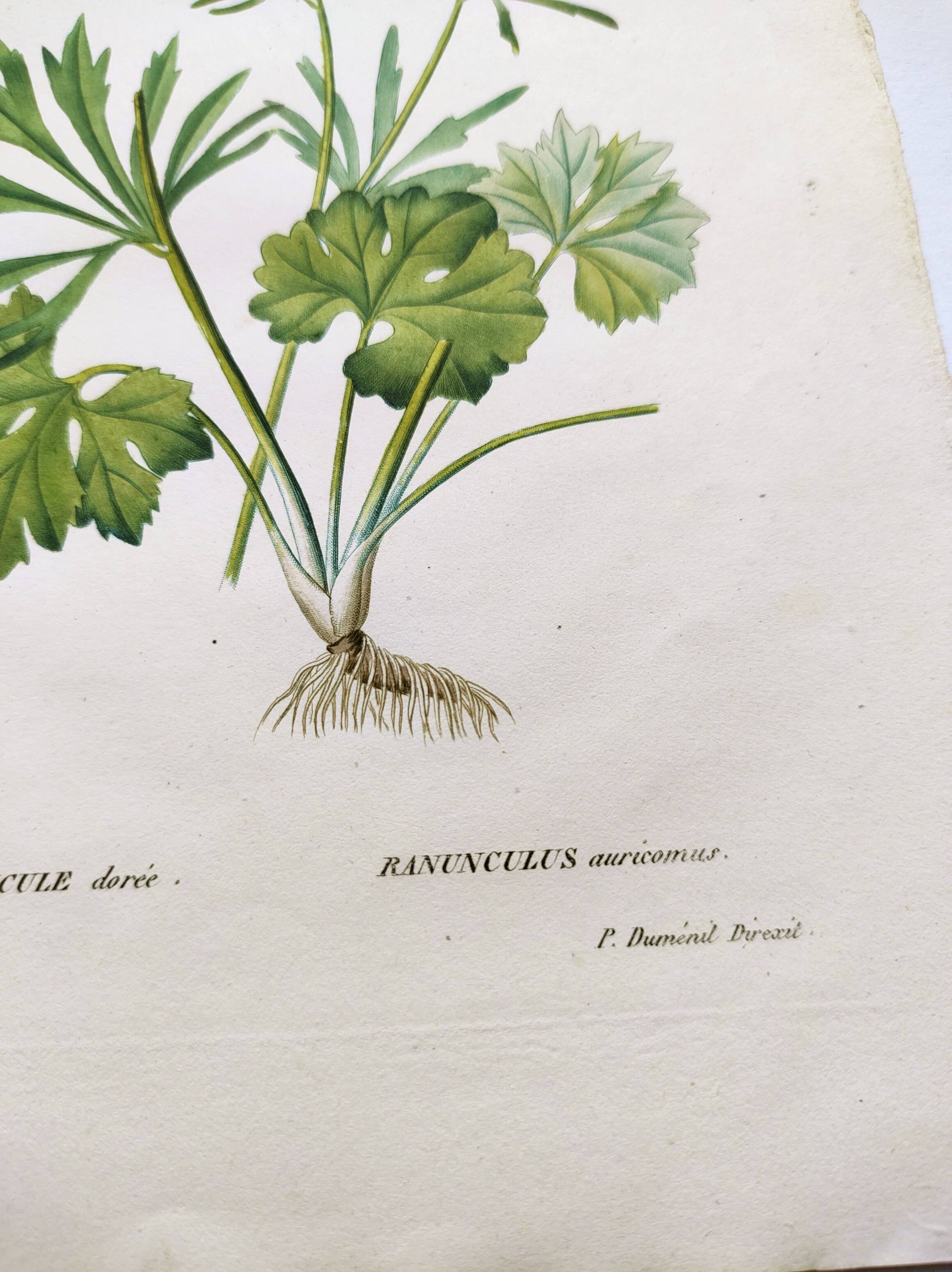 Antique botanical engraving from 1829 - Golden buttercup - By Poiteau. Flower