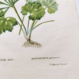 Gravure botanique ancienne de 1829 - Renoncule dorée- Par Poiteau. Fleur