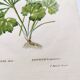 Antique botanical engraving from 1829 - Golden buttercup - By Poiteau. Flower