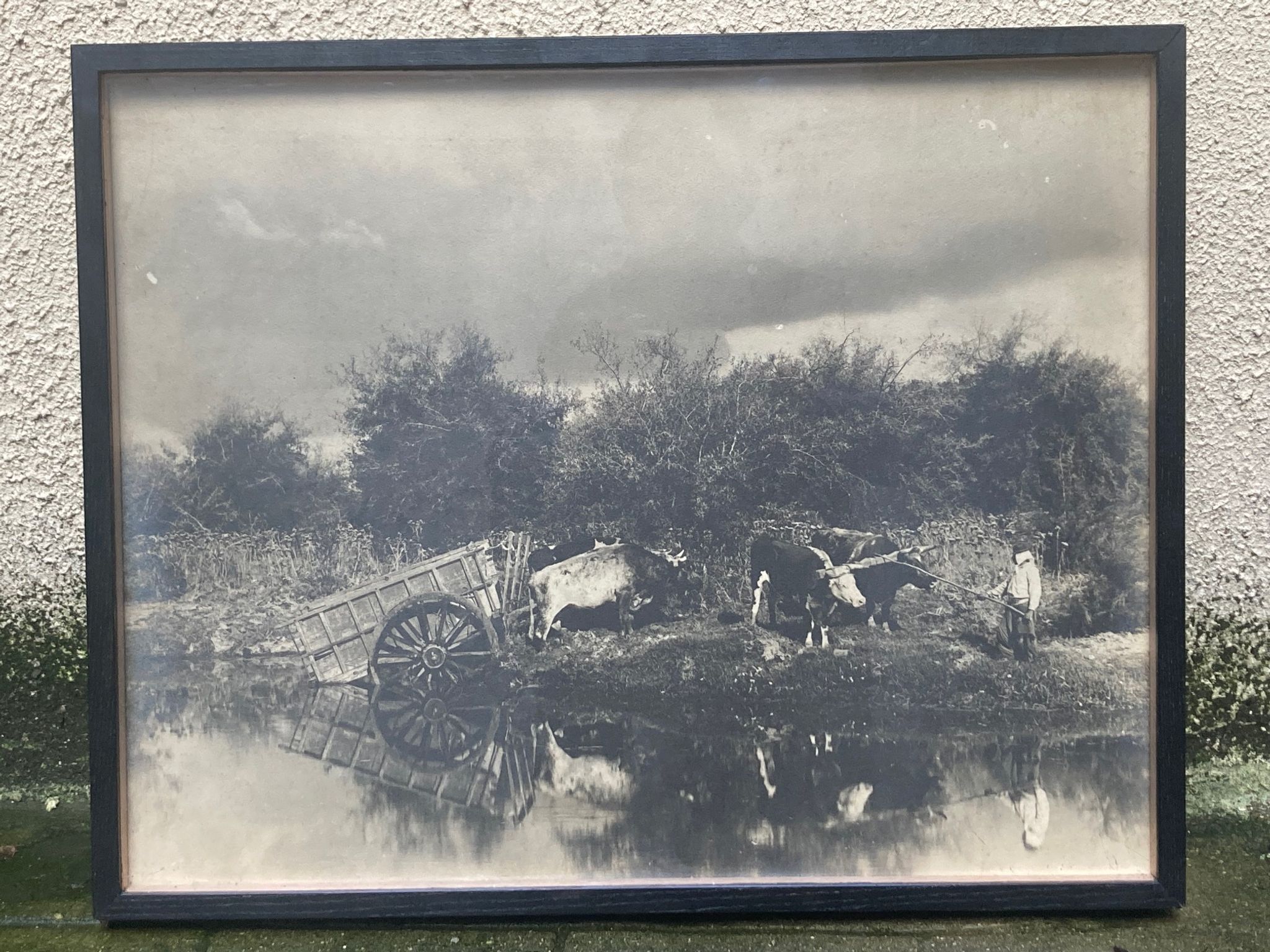 Old photograph of two teams of oxen near a pond