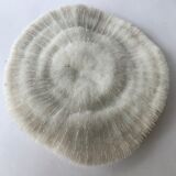White Coral Fungia Scutaria