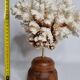 Antique natural white coral on turned wooden base, H25 cm