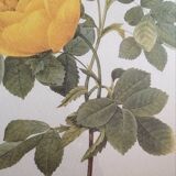 Redoute"Rosa sulfurea botanical plank