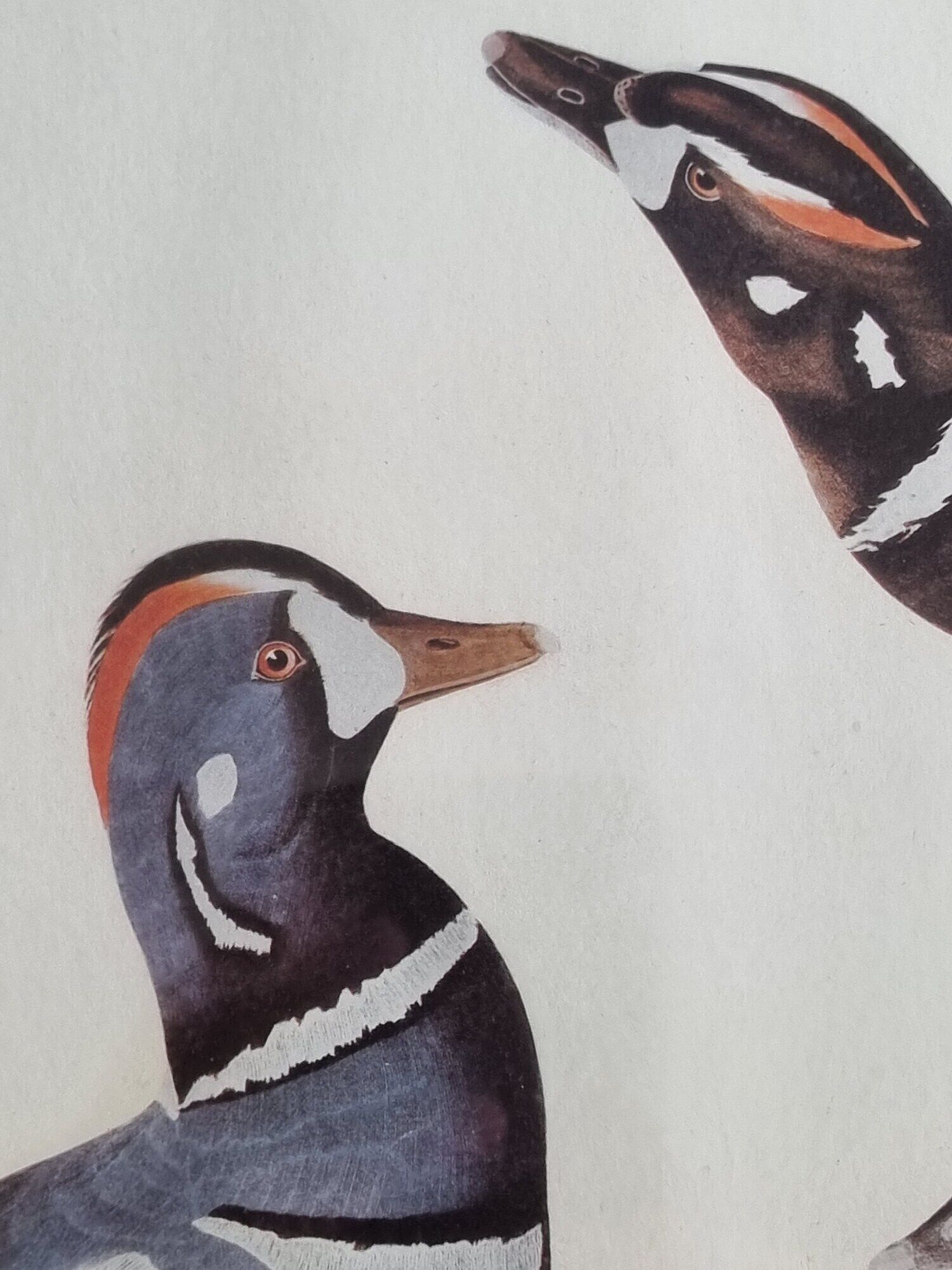 Vintage reproduction after Jean-Jacques Audubon, ornithology, Harlequin Duck