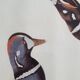 Vintage reproduction after Jean-Jacques Audubon, ornithology, Harlequin Duck